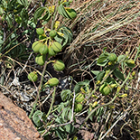 Adenia glauca